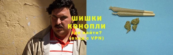индика Ельня
