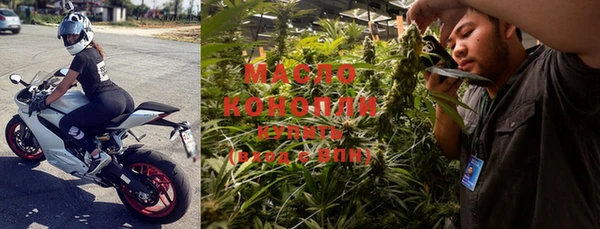 индика Ельня